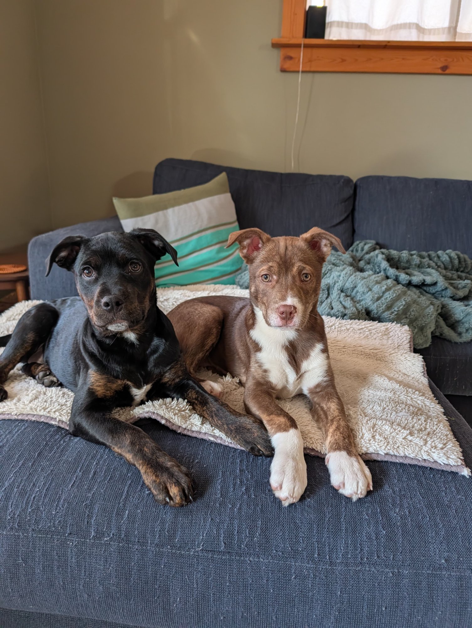 Layla on the sofa with Charlie