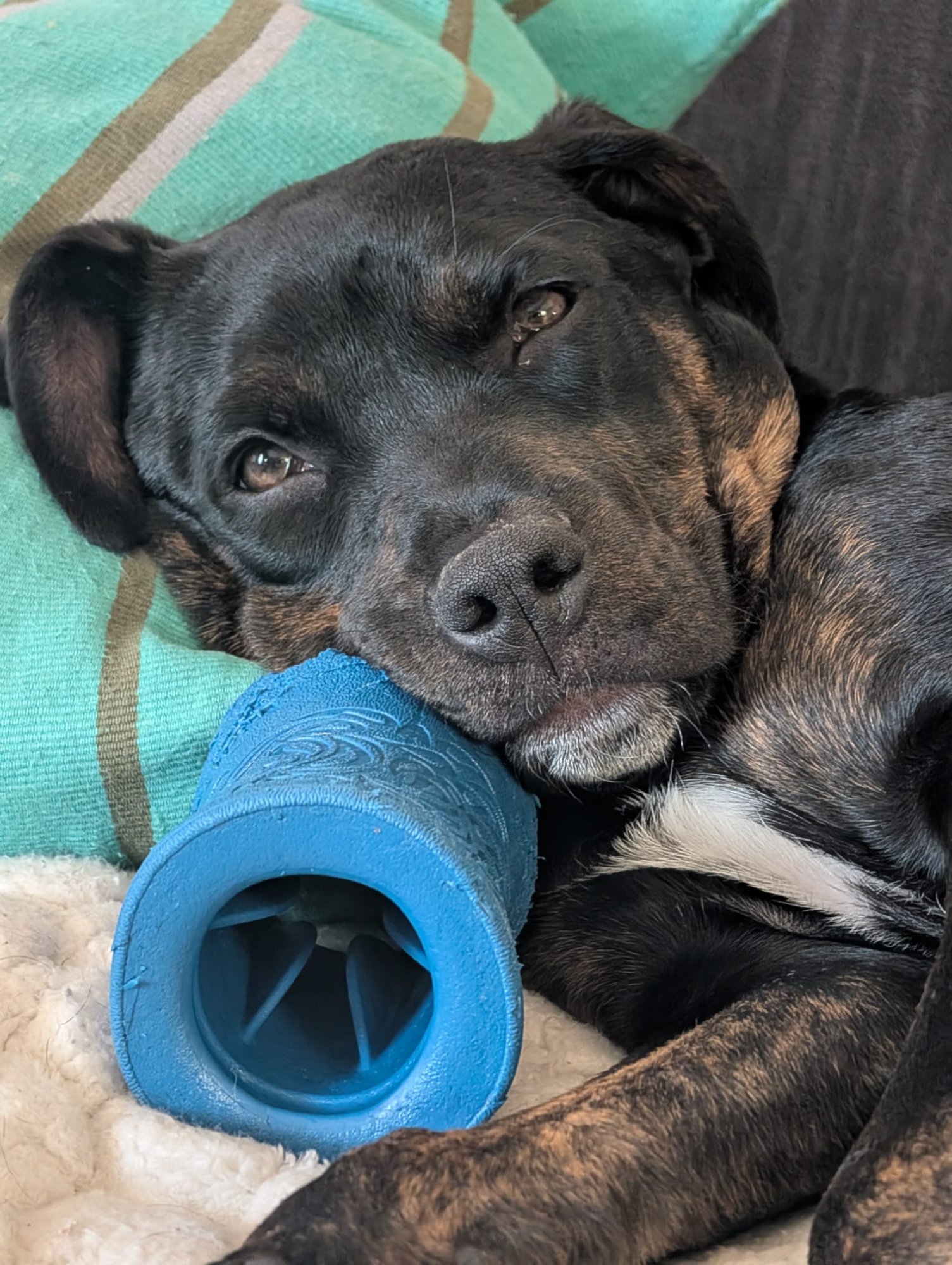 Layla with her favourite toy